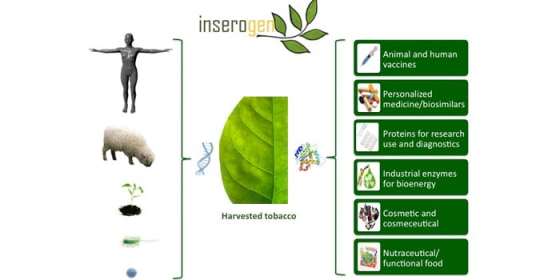 Image: Tobacco plants vaccine chart